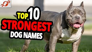 🐕 TOP 10 Strongest Dog Names  for Male And Female Dogs [upl. by Laurel]