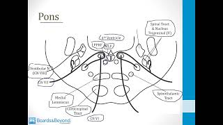 Neurology Step 1 — Brainstem — Boards and Beyond [upl. by Salina]