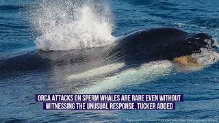 Sperm Whales Thwart Killer Whale Attack With PooClear Deterrent [upl. by Hayikaz502]