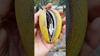 Madagascar jasmine seed pods split openflowers jasmine [upl. by Leohcin]