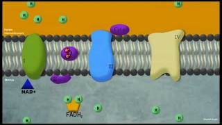 Phosphorylation oxydative [upl. by Orrocos]