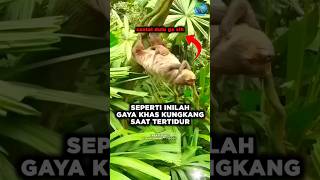 Kungkang Sloth  Si Pemalas dengan Keunikan yang Luar Biasa [upl. by Bunch]