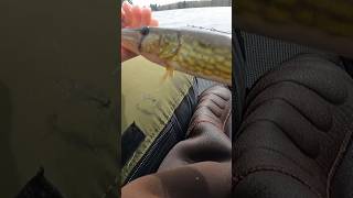 Chain Pickerel Catch [upl. by Leirda]