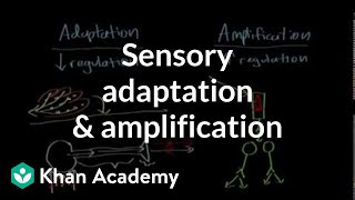 Sensory adaptation and amplification  Processing the Environment  MCAT  Khan Academy [upl. by Intruoc]