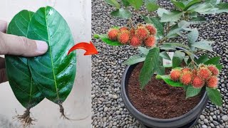 Best skills How to grow rambutan tree from rambutan leaves in pots [upl. by Mansoor]