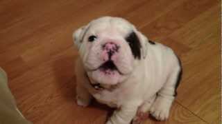 Bentley the Bulldog Puppy is fussy [upl. by Adlemi889]