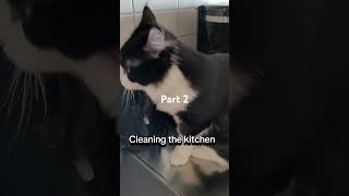 Kitten Stroganoff cleans the kitchen again tarzanstroganoff [upl. by Ralina]