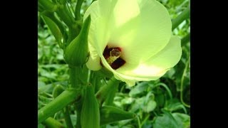 Okra Fertilizing amp Mulching [upl. by Joell]