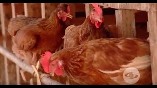 ¿Cómo lograr una dieta balanceada en gallinas ponedoras  La Finca de Hoy [upl. by Sheply]