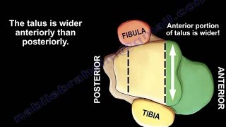 Ankle Fractures  Anatomical Considerations  Everything You Need To Know  Dr Nabil Ebraheim [upl. by Anitnas]