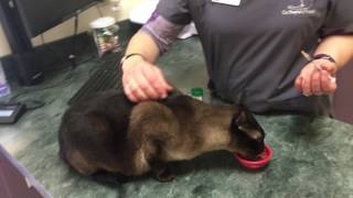 Giving Your Cat a Sub CutaneousSubQ Injection [upl. by Skyler]