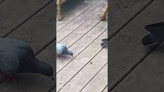 Two pidgins eating ❤️🕊️ birds edit [upl. by Oramlub]