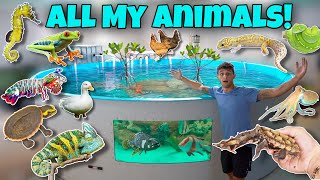 ALL My EXOTIC ANIMALS In ONE Video Update [upl. by Radley904]