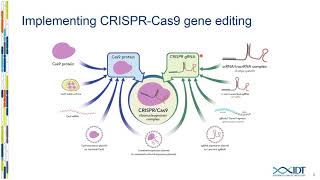 Reducing offtarget events in CRISPR genome editing applications with a highfidelity Cas9 nuclease [upl. by Ttik]