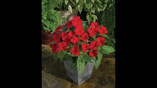 Sunpatiens Red Fire Trio [upl. by Mathilde]