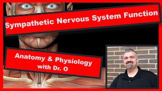 Sympathetic Nervous System Function Anatomy and Physiology [upl. by Dhumma30]