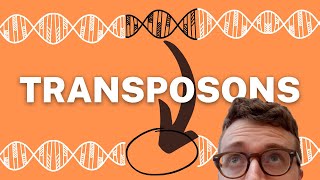 TRANSPOSONS EXPLAINED 1 Minute Explanation [upl. by Barimah200]