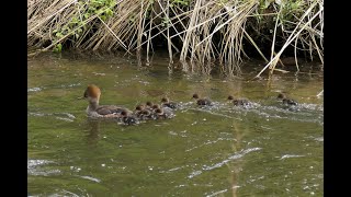 Hooded Mergansers 2020 [upl. by Wallach]