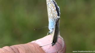 Gemeiner Bläuling Polyommatus icarus [upl. by Andromede]