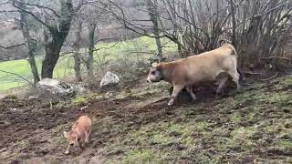 ‼️Rescate de un ternero en Val del Mazo ‼️Se nos ha caído a una torca ‼️ [upl. by Barker]