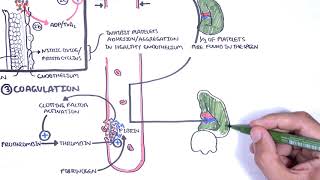 Thrombocytopaenia low platelets Overview  platelet physiology classification pathophysiology [upl. by Homer]