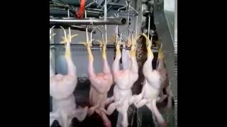 Automatic poultrychickenbirds slaughter machineprocessing line for 1500pcs per hour [upl. by Kumler]