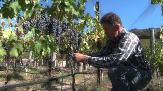 One Acre Napa Valley  Yountville AVA Episode 13  1st Harvest  2013 [upl. by Bazil]