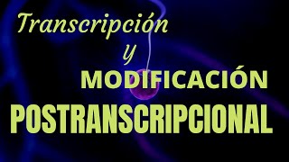 TRANSCRIPCIÓN Y MODIFICACIÓN POSTRANSCRIPCIONAL [upl. by Lorrac]