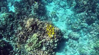 Snorkeling at Honaunau amp Kealakekua Bay [upl. by Eliades789]