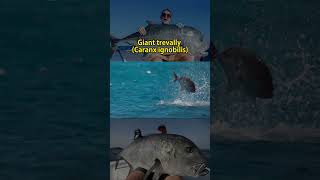 Giant FishCaranx ignobilis shorts animals [upl. by Eneja]