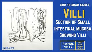 How to draw Villi Easily Step by Step  Section of Small intestinal mucosa Showing Villi [upl. by Joell]