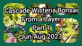 Cascade Wisteria Bonsai From A Layer Part 1 Jun Aug 2023 [upl. by Yllrebmik]