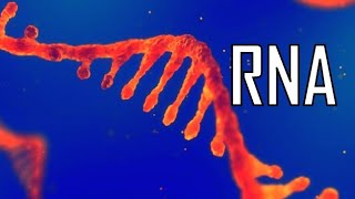 RNA e espressione genica [upl. by Nnaik]