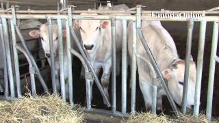 CCBI Consorzio Produttori Carne Bovina Pregiata delle Razze Italiane [upl. by Mullen197]