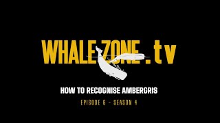 HOW TO RECOGNISE AMBERGRIS  WHALEZONETV S4E6 [upl. by Yadsnil]