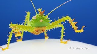 Spiny Devil Katydid with red Crown from Ecuador [upl. by Tnomyar]