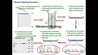 western blotting  Target Protein Identification Technique [upl. by Mullen]