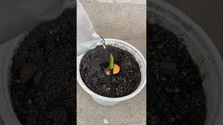 I propagated damaged anthurium plants with quick rooting vitamins [upl. by Nnitsuj]