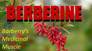 Berberine Barberrys Medicinal Muscle [upl. by Marlon]