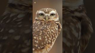 Owl Sounds  Burrowing owl [upl. by Mairim255]