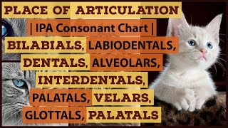 Place of Articulation  Bilabials Labiodentals Dentals Interdentals Alveolars Velars Glottals [upl. by Takeshi]