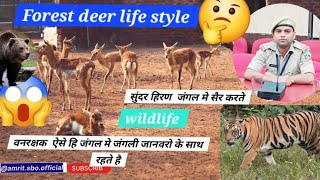 Deer life in forest 😍 subscribe animals love Nature deer viral wildlife youtube video yt [upl. by Dolorita571]