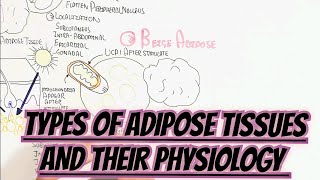 Types Of Adipose Tissues And Their Physiology umerfarooqbiology7083 [upl. by Minette]