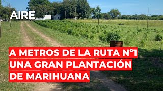 🔴 Móvil en la plantación de marihuana de quotCachiquot Nudel 🔴 [upl. by Haerr]