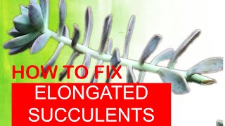 HOW TO FIX ELONGATED SUCCULENTS  Secrets to Fast PropagationASMR [upl. by Ihana]