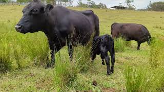 Cynthias Heifer Calf Born 6 Nov 2023 [upl. by Arataj]