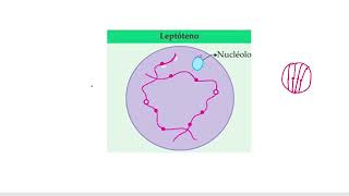 Chapter10 Cell Cycle and Cell Division Class 11 Part 9meiosis Division Prophase 1st pcbrealm [upl. by Eitnom]