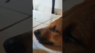 Dog sleeping position 🐶😎😘 shortvideo dog trending doglover cute [upl. by Sisxela125]