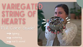 variegated string of hearts full care guide  everything you need to know [upl. by Atinna]