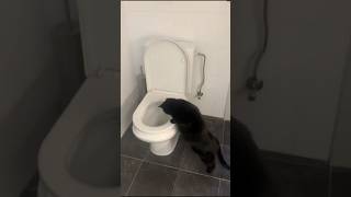 His Cat Loves To Watch The Swirly Toilet Water 😂 [upl. by Aradnahc392]